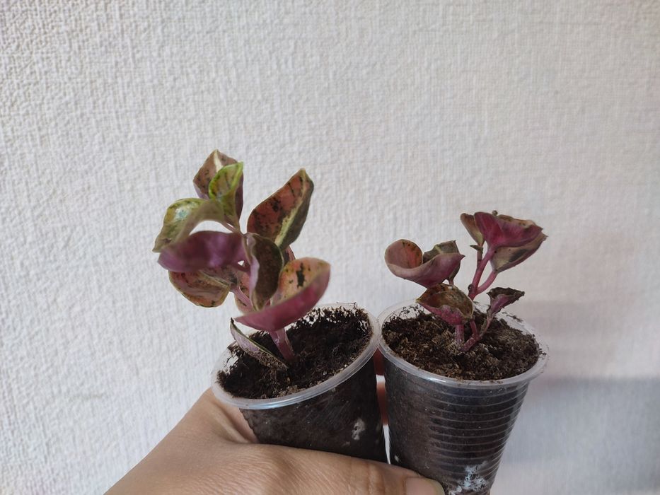 Пеперомія крем брюле crème brûlée peperomia