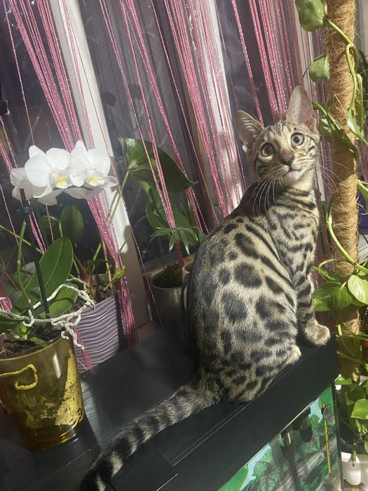 Бенгал ищет невесту