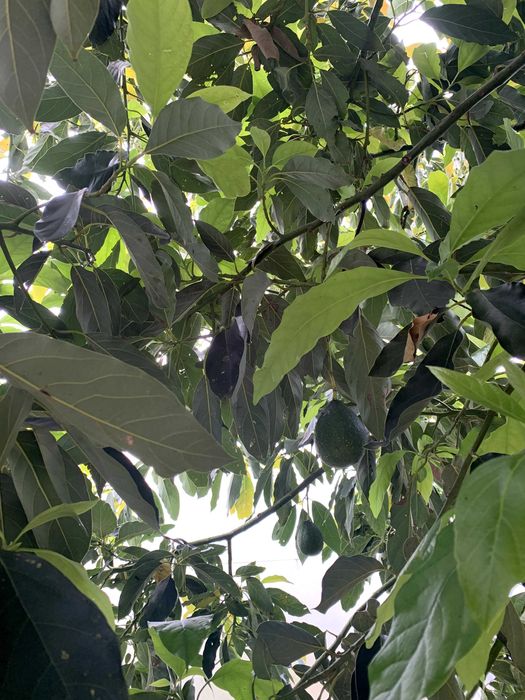 Abacates de horta particular