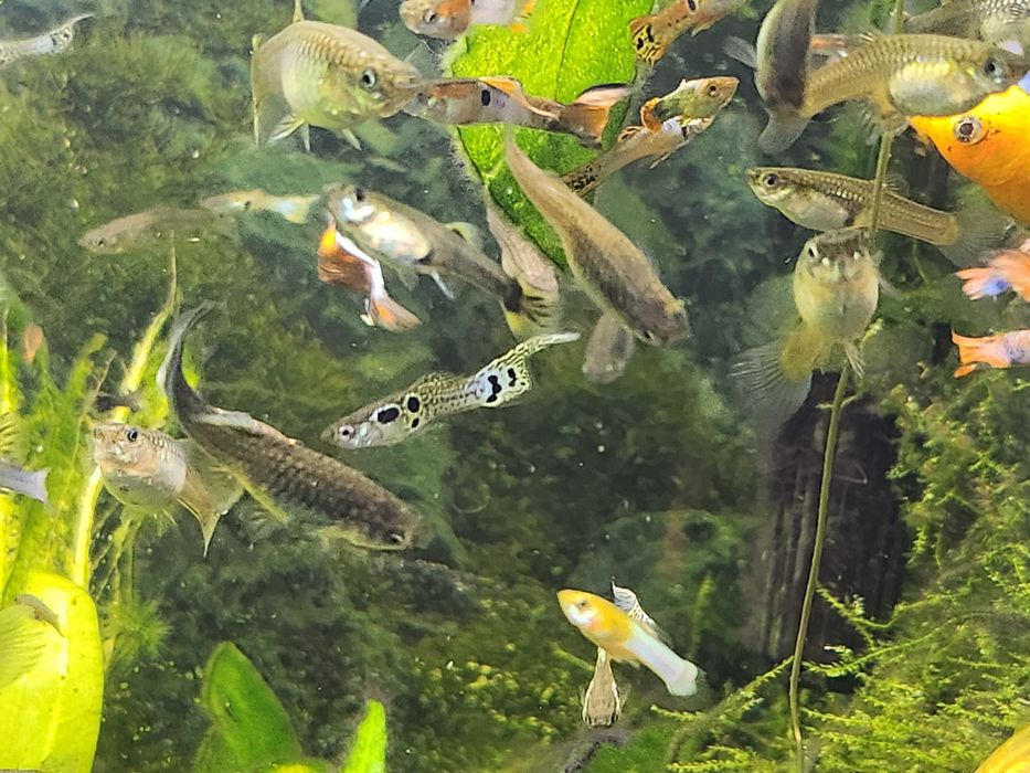 Guppies Machos, Fêmeas e Casais