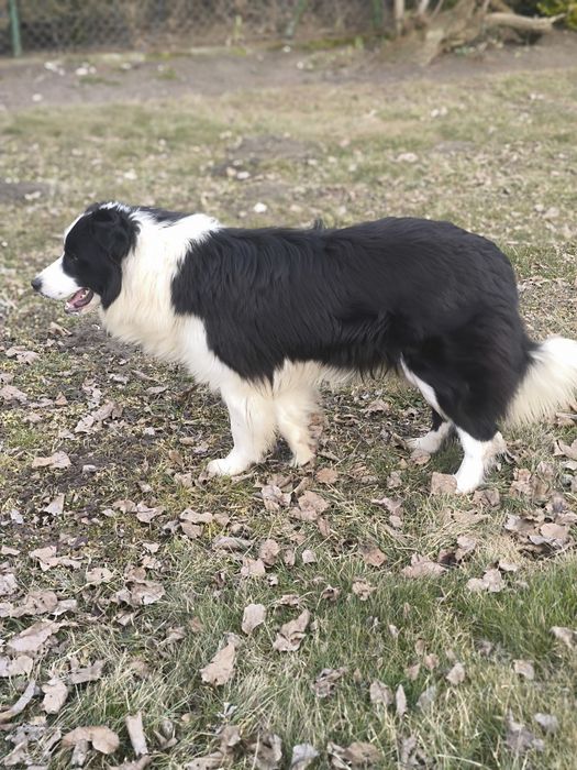 Border collie ZKWP FCI piesek czarno biały