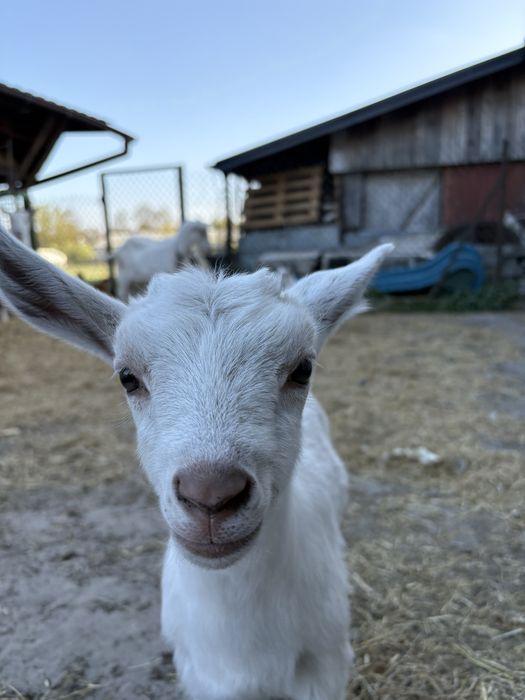 Koza i młode kózki na sprzedaż