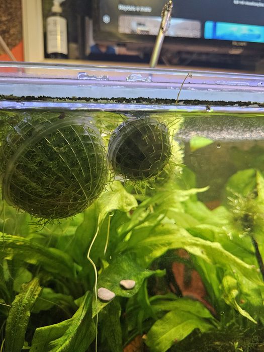 musgo para aquario mini bola