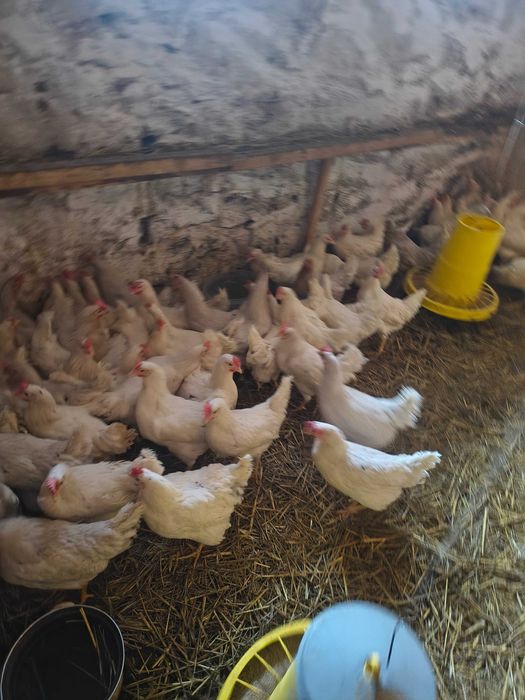 Kury nioski  Lohmann