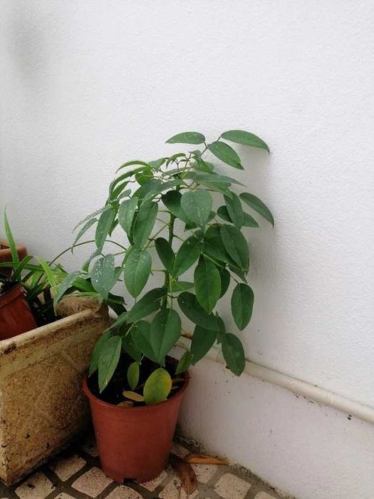Arvore Eritrina Crista de galo ULTIMAS