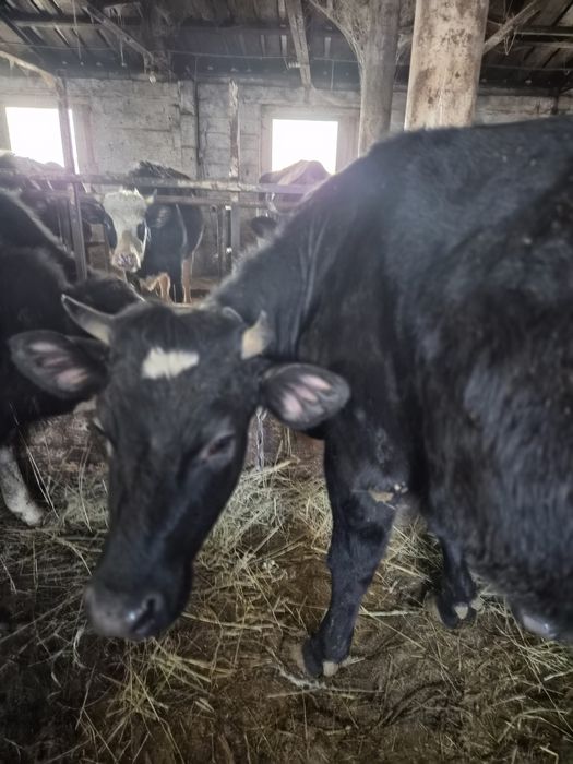 Продам теличьку тільну джерсей.