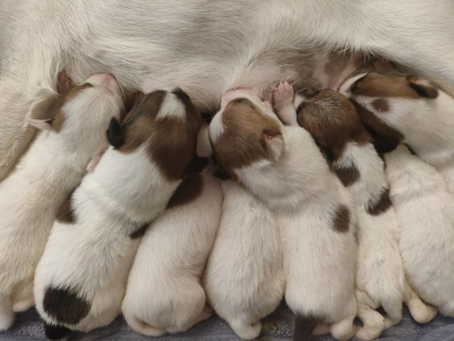 Джек Рассел тер'єр від чистокровних батьків