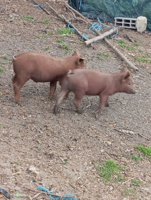 Vendo leitões duroc com pietran