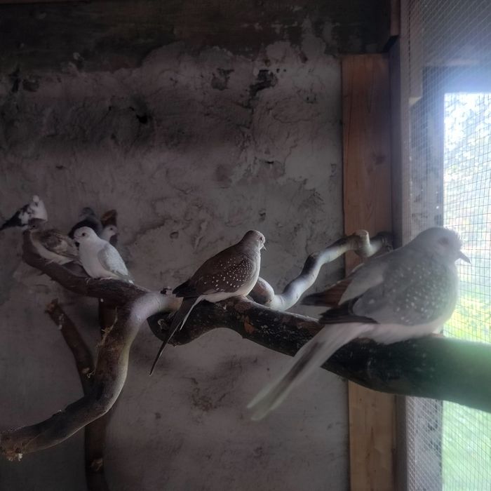 Gołąbki diamentowe