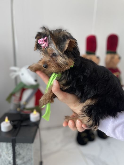 Обіймай і не відпускай  чарівні VIP Йорки тут!