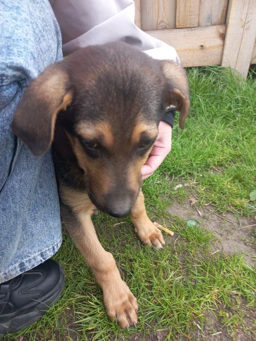 Шукає люблячу родину маленьке щастячко