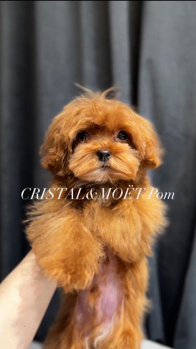 Эксклюзивный Мальчик Кавапу(мальтипу)Китай,супермини!6месяцев-1кг