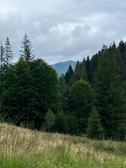 Земля Карпати Микуличин 25 сот біля потічка, будівництво,норм дорога