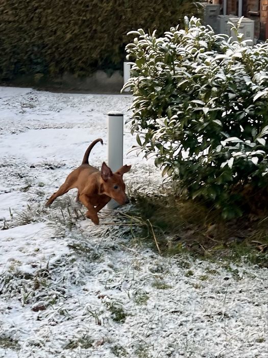 Pinczer średni - pinczer niemiecki - suczka do odbioru