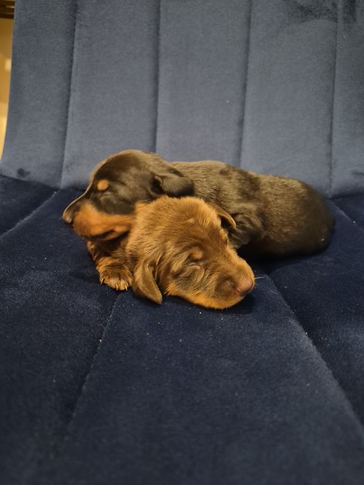 Jamnik krótkowłosy po miniaturce z rodowodem