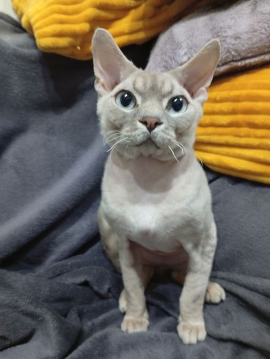 КИЕВ! Вязка Девон Рекс! Devon Rex. Кот для вязки.