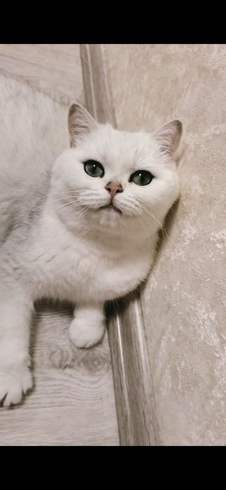 Британська серебриста шиншила