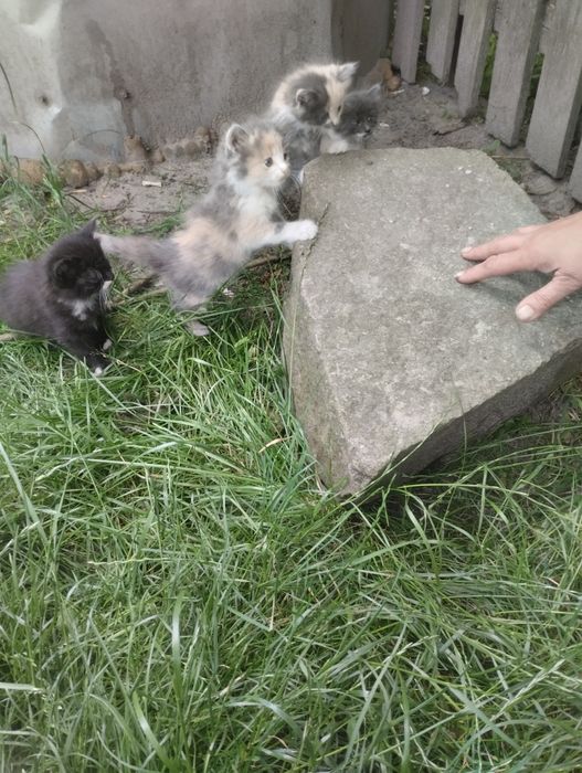 Віддам в добрі руки кошенят!