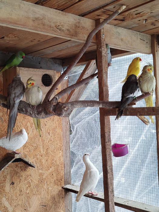 Papugi nimfy pary i młode