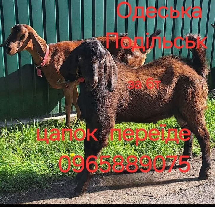 Англо-Нубійський Цапок