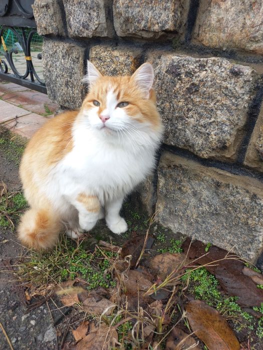 Молодий котик проситься в сім'ю