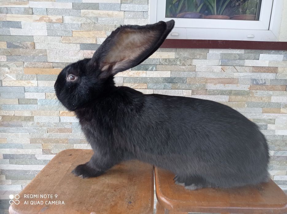 Belgijski Olbrzym Czarny