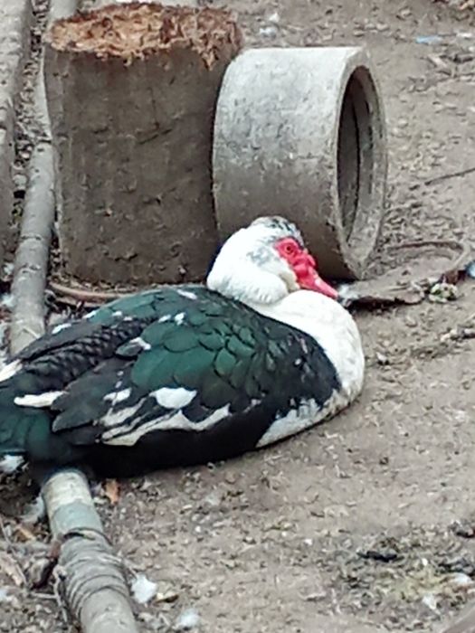 Молодые индоутки