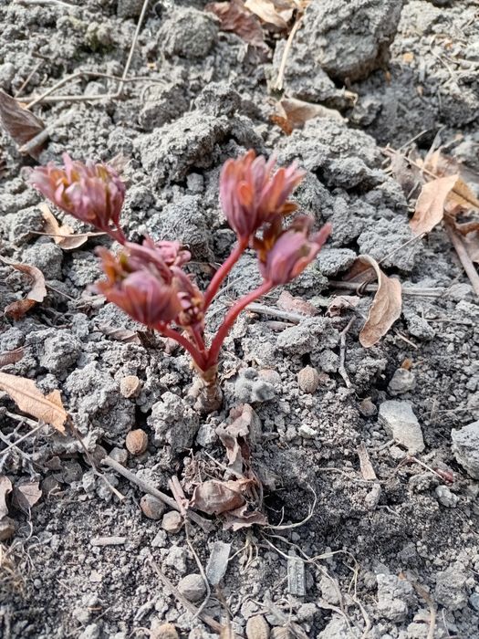 Продам саджанці деревовидного піона