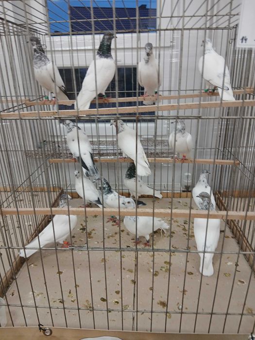 Gołębie Budapeszty