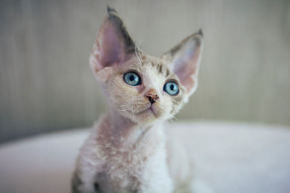 Śliczna koteczka Devon rex - rodowód FPL