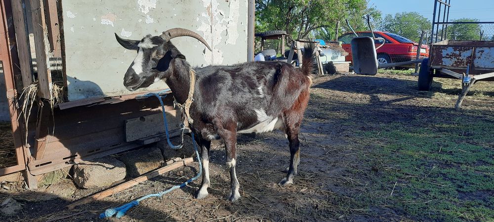 Продам кози 3 дойних