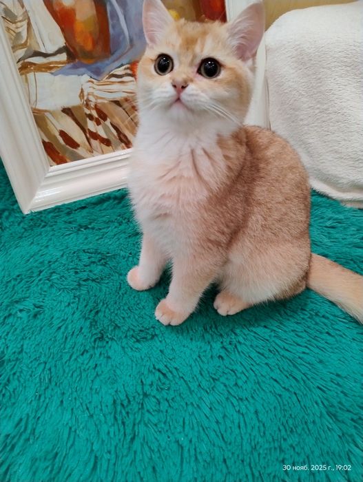 Золотий британський красень