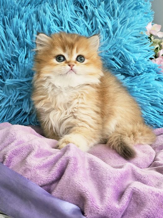 Золотая бриьанска шиншилла кошечка котята шоколадного длинношерстная