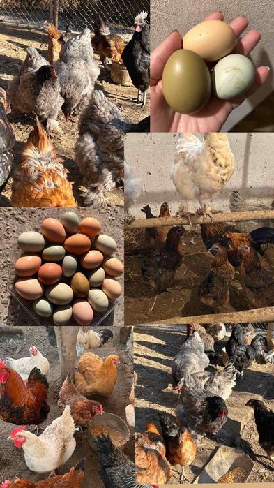 Інкубаційні яйця