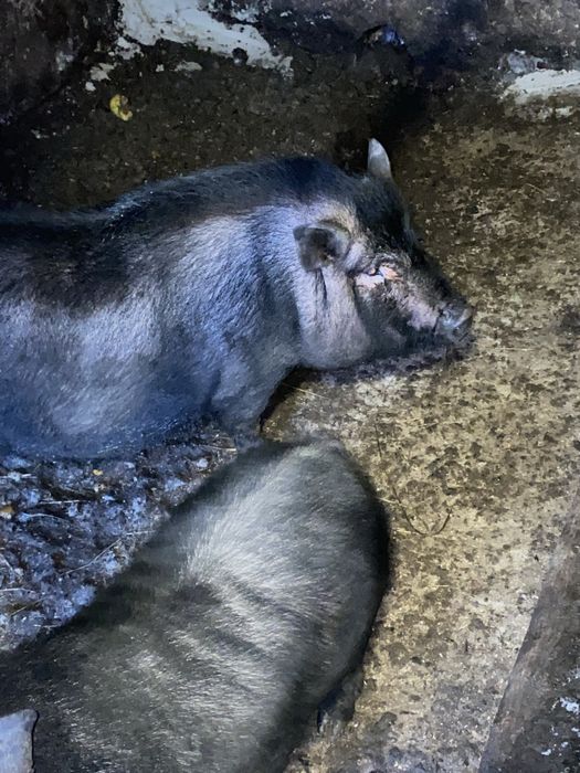 Продам пару корейських свиней