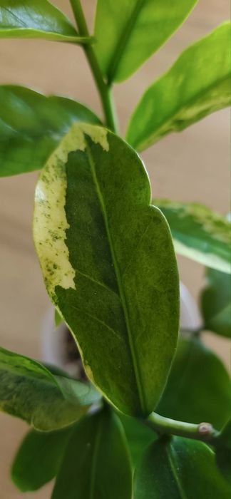 Zamioculcas Wild Form Variegata
