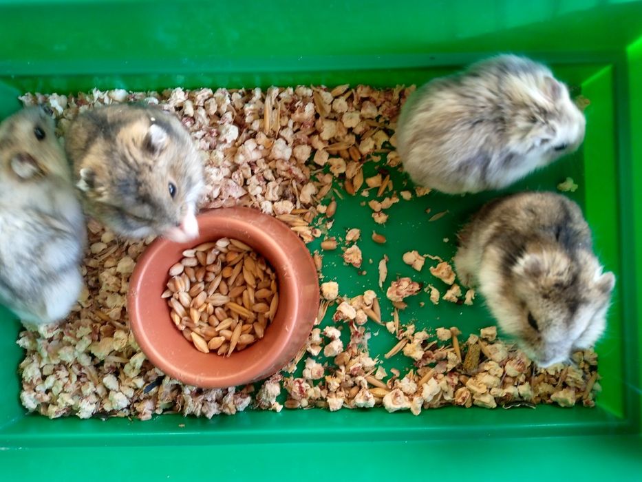 Джунгарский хомяк