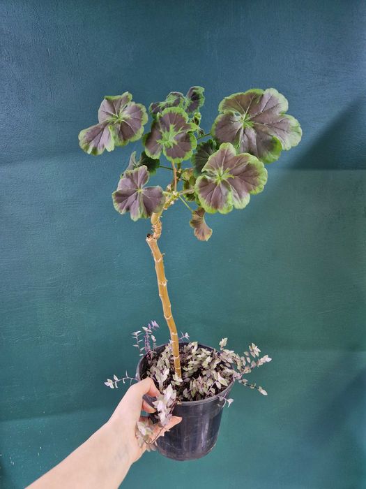 Рослини кімнатні для кашпо