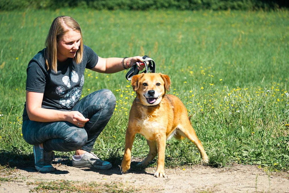 BUBUŚ - cudowny psiak prosi o dom
