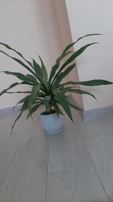 Вазон, Юка кущова