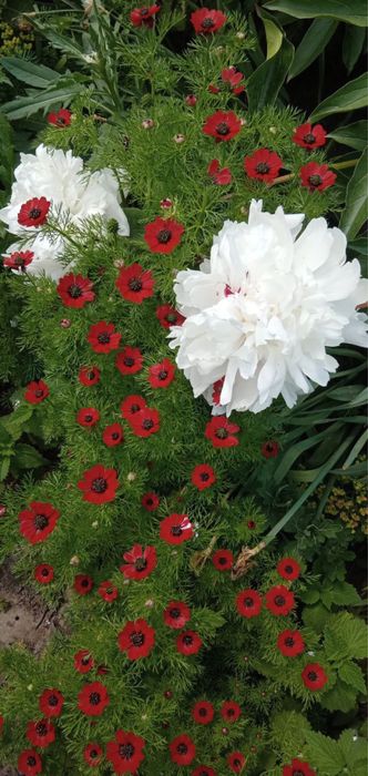 Адоніс весняний, ромашка квітка, піони, тюльпан карликовий, мак повний