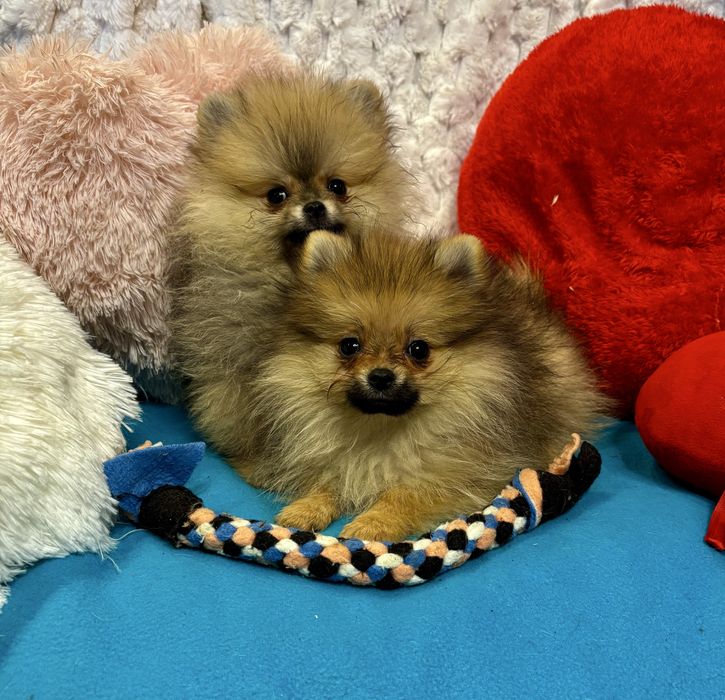 Szpic miniaturowy pomeranian