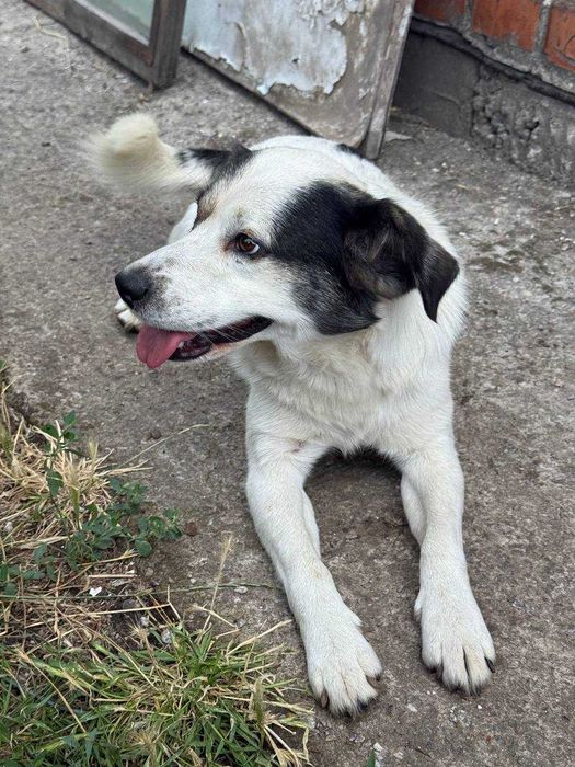 Песик Щеня Собака шукає сім'ю