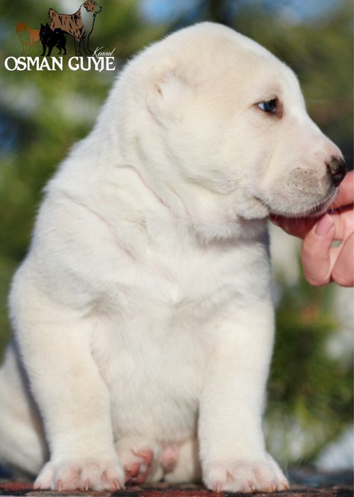 Хлопчик САВ Середньоазіатської вівчарки алабай