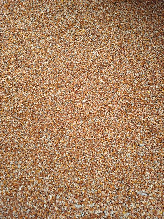 Kukurydza czerwona drobna