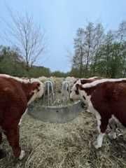 Pasnik 12 stanowiskowy, karmnik na bele, bardzo mocny 165 kg