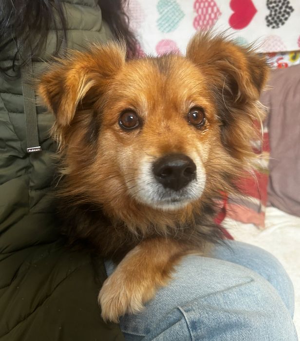 Piesek do adopcji MISIEK