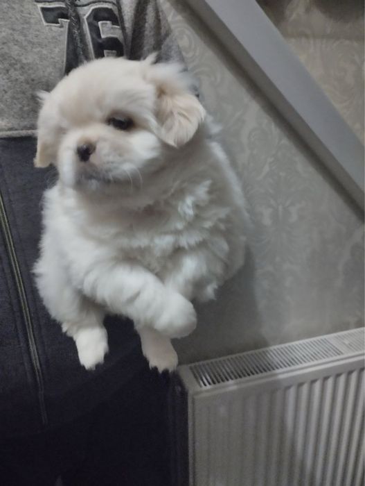 Продам цуценят Пекінесиків