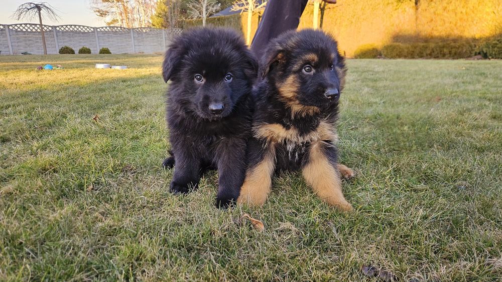 Owczare niemiecki szczeniak