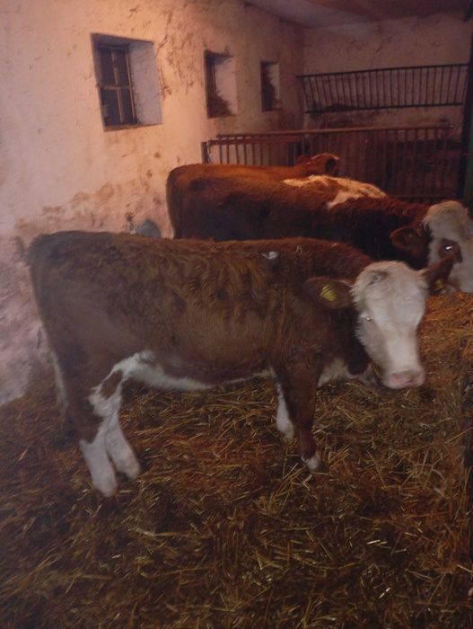 Odsadki byczki byki jałówki simental